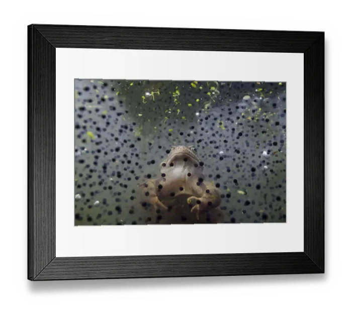Framed Print : Common Frog (Rana temporaria), and frogspawn in a pond, Coldharbour, Surrey, England Framed Print : Common Frog (Rana temporaria), and frogspawn in a pond, Coldharbour, Surrey, England