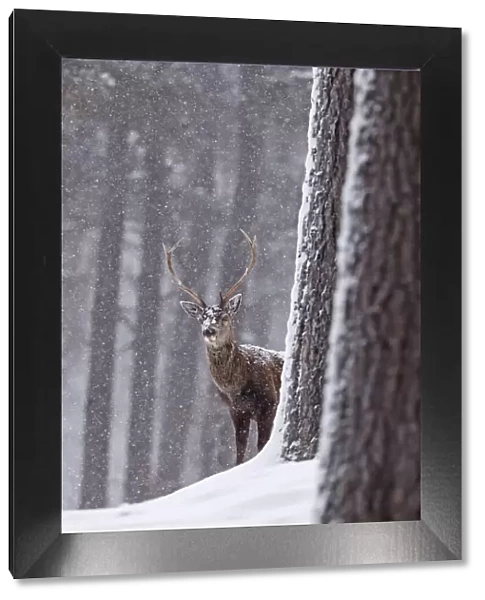 Red deer (Cervus elaphus) stag in snowy pine forest. Cairngorms National Park, Highlands