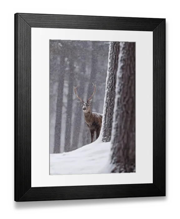 Framed Print : Red deer (Cervus elaphus) stag in snowy pine forest. Cairngorms National Park, Highlands Framed Print : Red deer (Cervus elaphus) stag in snowy pine forest. Cairngorms National Park, Highlands
