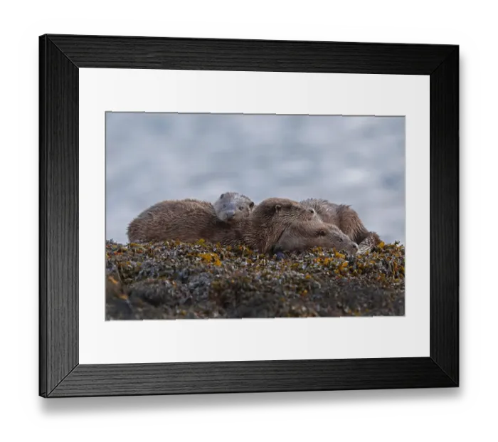 Framed Print : Otter (Lutra lutra) family at rest on seaweed covered rock, taken in the Inner Hebrides Framed Print : Otter (Lutra lutra) family at rest on seaweed covered rock, taken in the Inner Hebrides