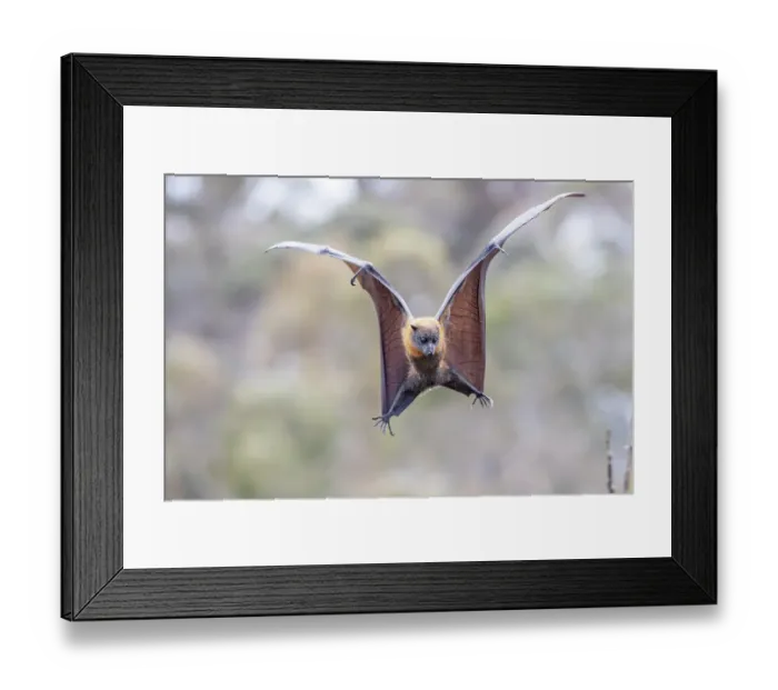 Framed Print : Grey-headed flying-fox (Pteropus poliocephalus) spotting and flaring wings to come Framed Print : Grey-headed flying-fox (Pteropus poliocephalus) spotting and flaring wings to come