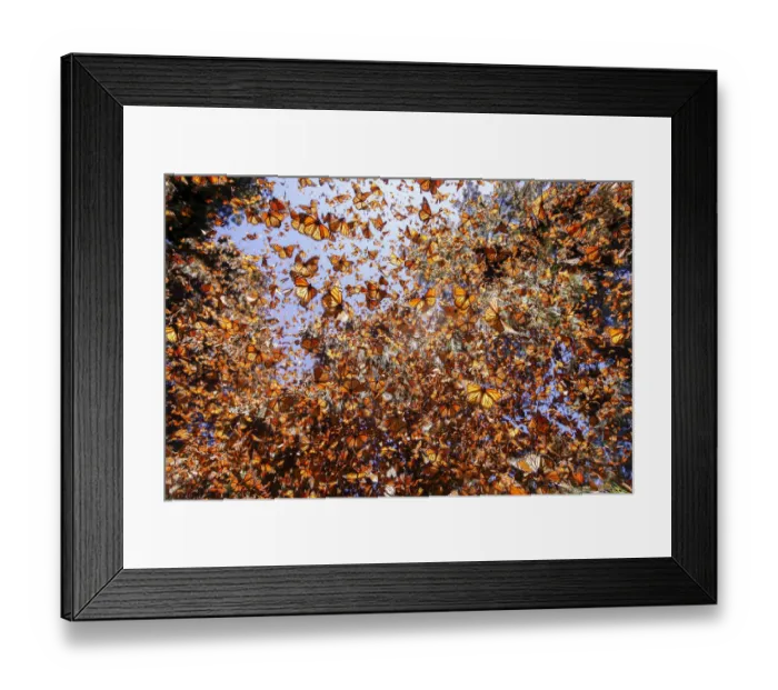 Framed Print : Monarch butterfly (Danaus plexippus) wintering in Oyamel pine forests (Abies religiosa) Framed Print : Monarch butterfly (Danaus plexippus) wintering in Oyamel pine forests (Abies religiosa)