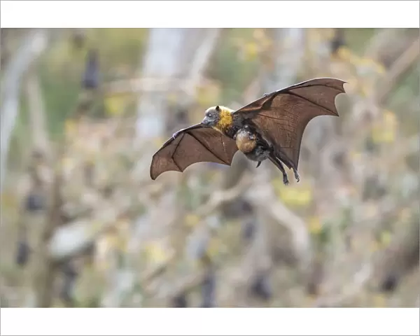 Grey-headed flying-fox (Pteropus poliocephalus) female in flight with baby  /  pup hanging