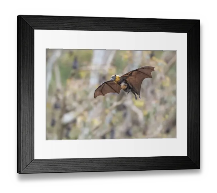 Framed Print : Grey-headed flying-fox (Pteropus poliocephalus) female in flight with baby / pup hanging Framed Print : Grey-headed flying-fox (Pteropus poliocephalus) female in flight with baby / pup hanging