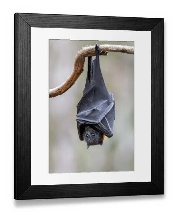 Framed Print : Grey-headed flying-fox (Pteropus poliocephalus) hanging from a branch. Yarra Bend Park Framed Print : Grey-headed flying-fox (Pteropus poliocephalus) hanging from a branch. Yarra Bend Park