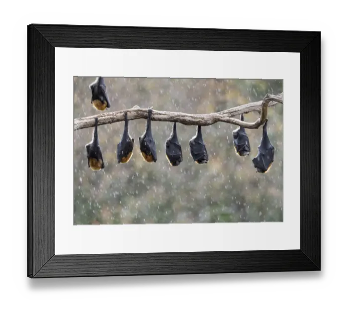 Framed Print : Grey-headed flying-foxes (Pteropus poliocephalus) hang from a branch during a light Framed Print : Grey-headed flying-foxes (Pteropus poliocephalus) hang from a branch during a light