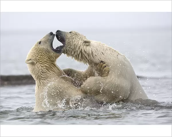 Polar bears (Ursus maritimus) fighting in water. Beaufort Sea, Kaktovik, Alaska, USA