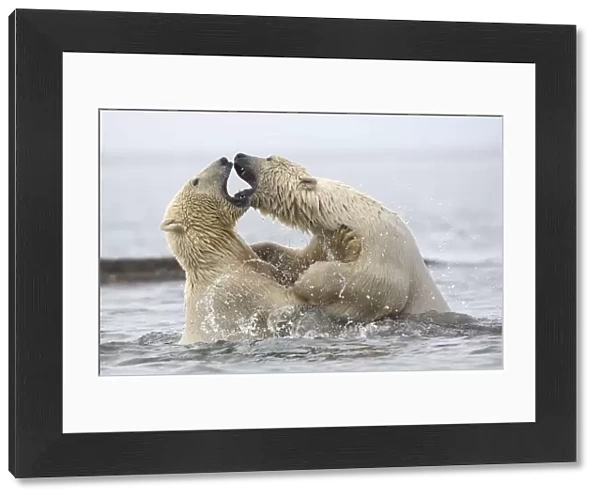 Polar bears (Ursus maritimus) fighting in water. Beaufort Sea, Kaktovik, Alaska, USA