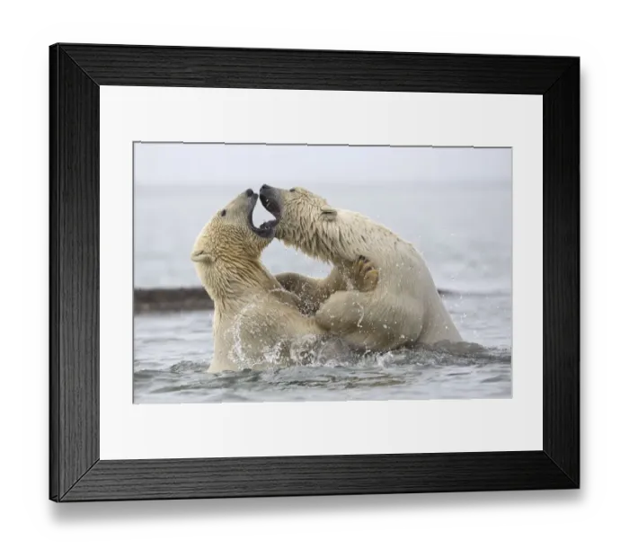 Framed Print : Polar bears (Ursus maritimus) fighting in water. Beaufort Sea, Kaktovik, Alaska, USA Framed Print : Polar bears (Ursus maritimus) fighting in water. Beaufort Sea, Kaktovik, Alaska, USA