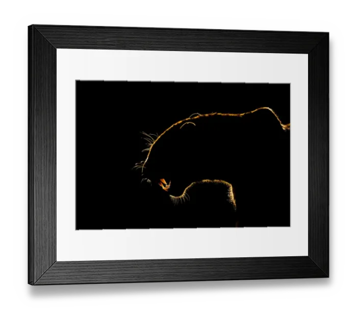 Framed Print : Silhouette of an African leopard (Panthera pardus pardus) snarling, Mkuze, South Africa Framed Print : Silhouette of an African leopard (Panthera pardus pardus) snarling, Mkuze, South Africa
