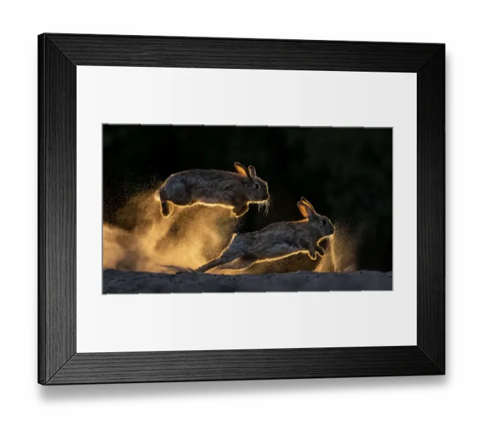 Framed Print : European rabbits (Oryctolagus cuniculus) fighting each other, Kiskunsag National Park, Hungary Framed Print : European rabbits (Oryctolagus cuniculus) fighting each other, Kiskunsag National Park, Hungary