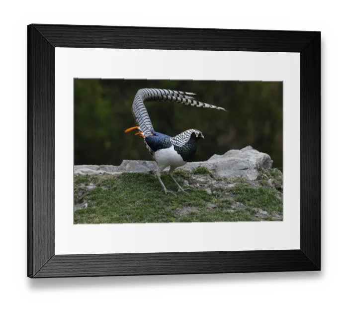 Framed Print : Lady Amhersts pheasant (Chrysolophus amherstiae) male displaying, Kanding, Sichuan, China Framed Print : Lady Amhersts pheasant (Chrysolophus amherstiae) male displaying, Kanding, Sichuan, China