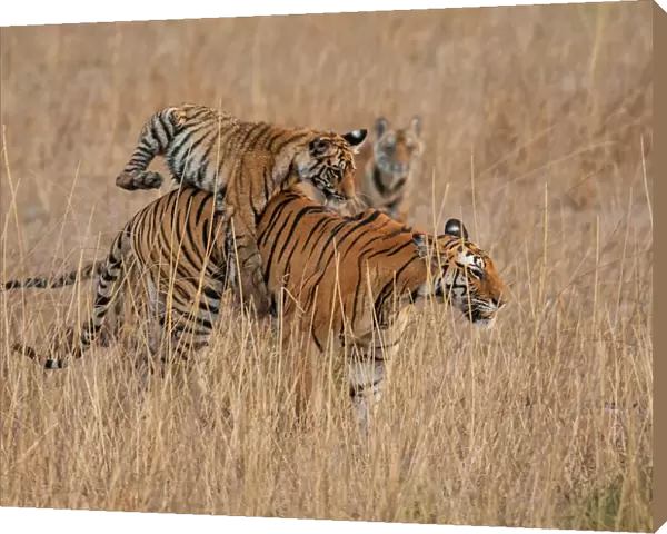 Bengal Tiger (Panthera tigris) six month old cub jumping on its mother