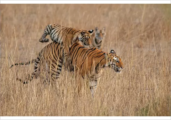 Bengal Tiger (Panthera tigris) six month old cub jumping on its mother