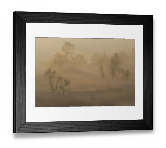 Framed Print : Birch trees (Betula pendula) in morning mist at sunrise, Groot Schietveld, Wuustwezel Framed Print : Birch trees (Betula pendula) in morning mist at sunrise, Groot Schietveld, Wuustwezel
