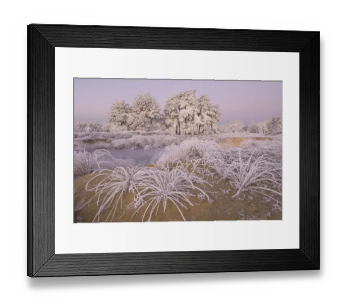 Framed Print : Trees and grass covered in heavy hoar frost, Groot Schietveld, Wuustwezel, Belgium Framed Print : Trees and grass covered in heavy hoar frost, Groot Schietveld, Wuustwezel, Belgium