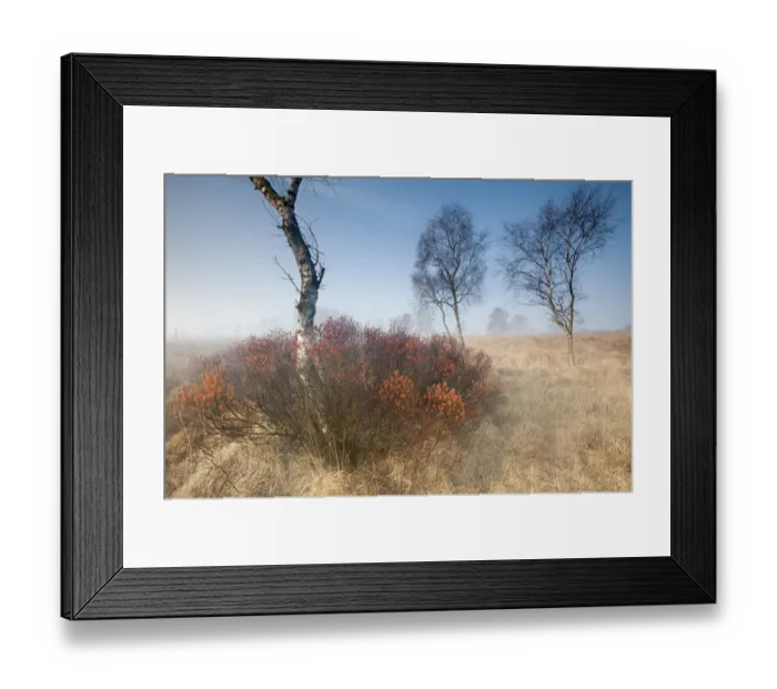 Framed Print : Sweetgale (Myrica gale) in mist with Birch tree. Groot Schietveld, Wuustwezel, Belgium Framed Print : Sweetgale (Myrica gale) in mist with Birch tree. Groot Schietveld, Wuustwezel, Belgium