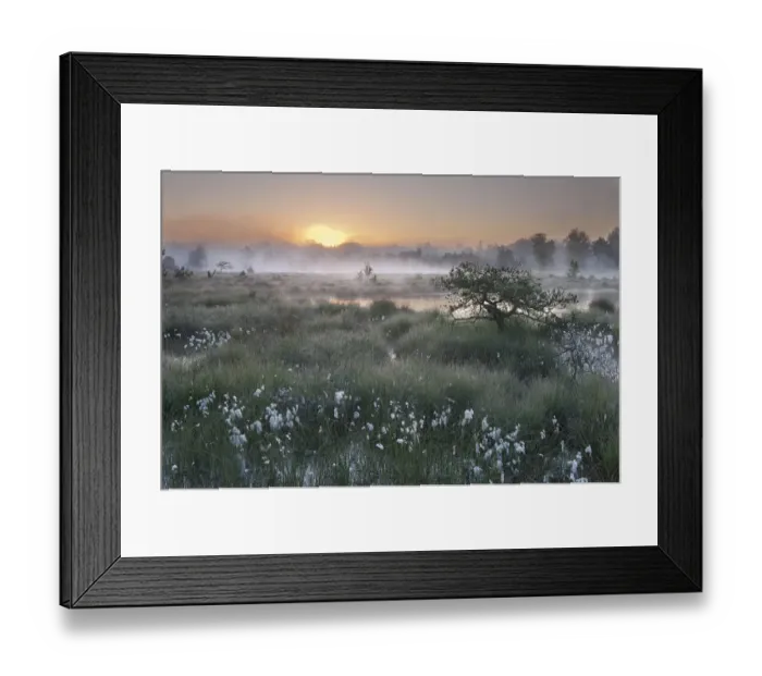 Framed Print : Sunrise over Klein Schietveld heathland with Cottongrass (Eriophorum) Brasschaat, Belgium Framed Print : Sunrise over Klein Schietveld heathland with Cottongrass (Eriophorum) Brasschaat, Belgium