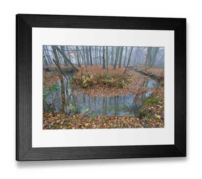Framed Print : Meander in Laarse beek, tributary of the Apparent, that Peerdsbos, Brasschaat, Belgium Framed Print : Meander in Laarse beek, tributary of the Apparent, that Peerdsbos, Brasschaat, Belgium