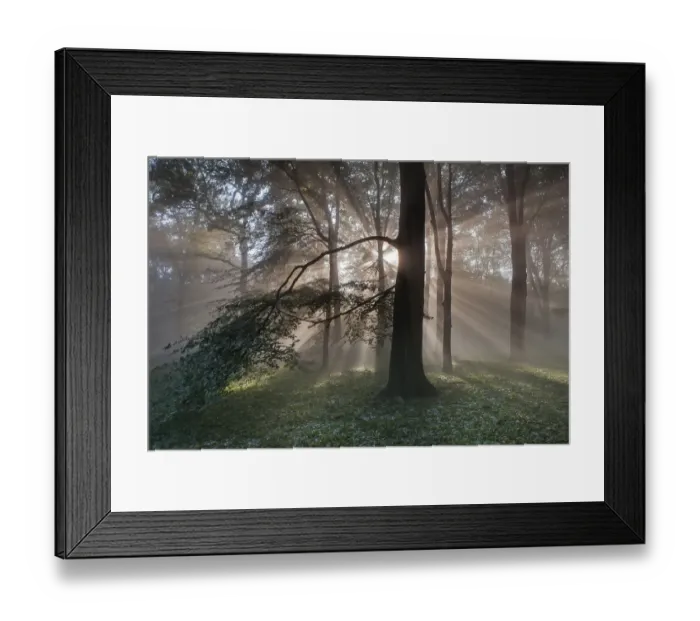 Framed Print : Rays of sunlight through mixed Beech (Fagus sp) / Oak (Quercus sp Framed Print : Rays of sunlight through mixed Beech (Fagus sp) / Oak (Quercus sp