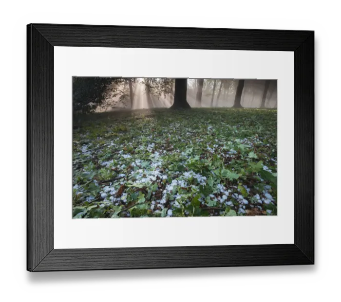 Framed Print : Rays of sunlight through mixed Beech (Fagus sp) / Oak (Quercus sp Framed Print : Rays of sunlight through mixed Beech (Fagus sp) / Oak (Quercus sp
