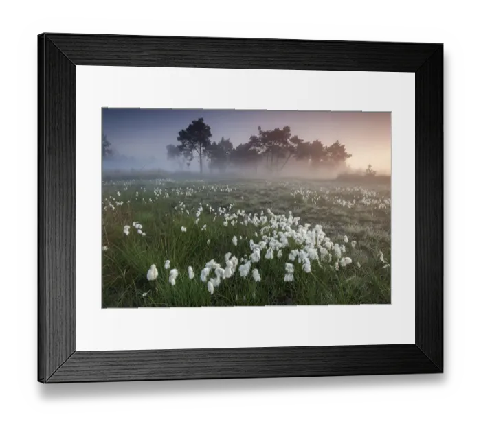 Framed Print : Common cotton grass (Eriophorum angustifolium) Klein Schietveld, Brasschaat, Belgium, May Framed Print : Common cotton grass (Eriophorum angustifolium) Klein Schietveld, Brasschaat, Belgium, May