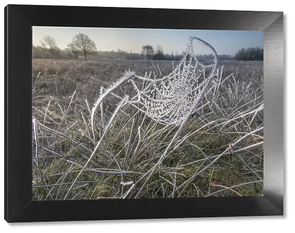 Frost covered spiderweb at sunrise, Klein Schietveld, Brasschaat, Belgium, March
