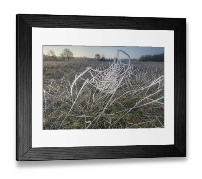 Framed Print : Frost covered spiderweb at sunrise, Klein Schietveld, Brasschaat, Belgium, March Framed Print : Frost covered spiderweb at sunrise, Klein Schietveld, Brasschaat, Belgium, March