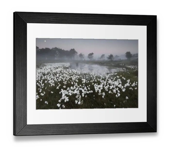 Framed Print : Common cottongrass (Eriophorum angustifolium) at dawn, Groot Schietveld, Wuustwezel Framed Print : Common cottongrass (Eriophorum angustifolium) at dawn, Groot Schietveld, Wuustwezel