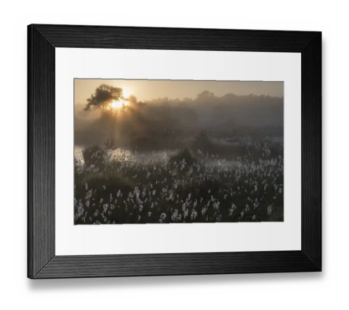 Framed Print : Common cottongrass (Eriophorum angustifolium) at dawn, Groot Schietveld, Wuustwezel Framed Print : Common cottongrass (Eriophorum angustifolium) at dawn, Groot Schietveld, Wuustwezel
