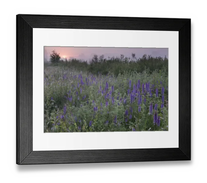 Framed Print : Southern marsh-orchid (Dactylorhiza praetermissa) at sunrise, Groot Schietveld Framed Print : Southern marsh-orchid (Dactylorhiza praetermissa) at sunrise, Groot Schietveld