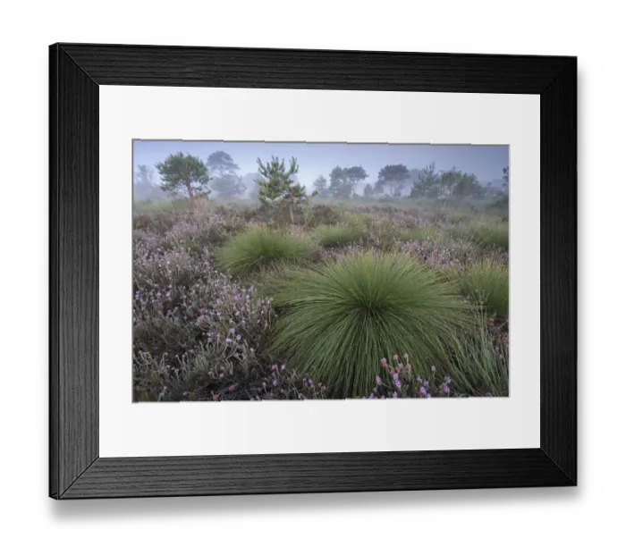 Framed Print : Deergrass (Scirpus cespitosus) at dawn among Heather (Calluna vulgaris), Groot Schietveld Framed Print : Deergrass (Scirpus cespitosus) at dawn among Heather (Calluna vulgaris), Groot Schietveld