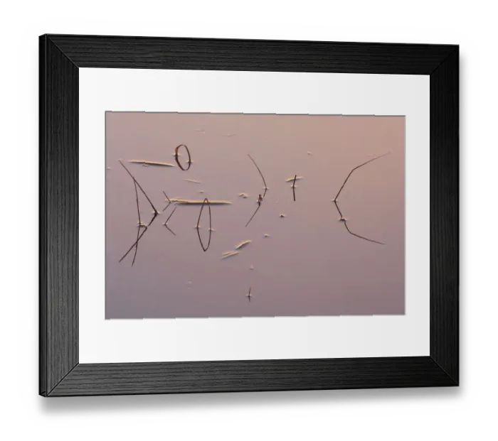 Framed Print : Reeds reflected in water at sunrise, Klein Schietveld, Brasschaat, Belgium Framed Print : Reeds reflected in water at sunrise, Klein Schietveld, Brasschaat, Belgium