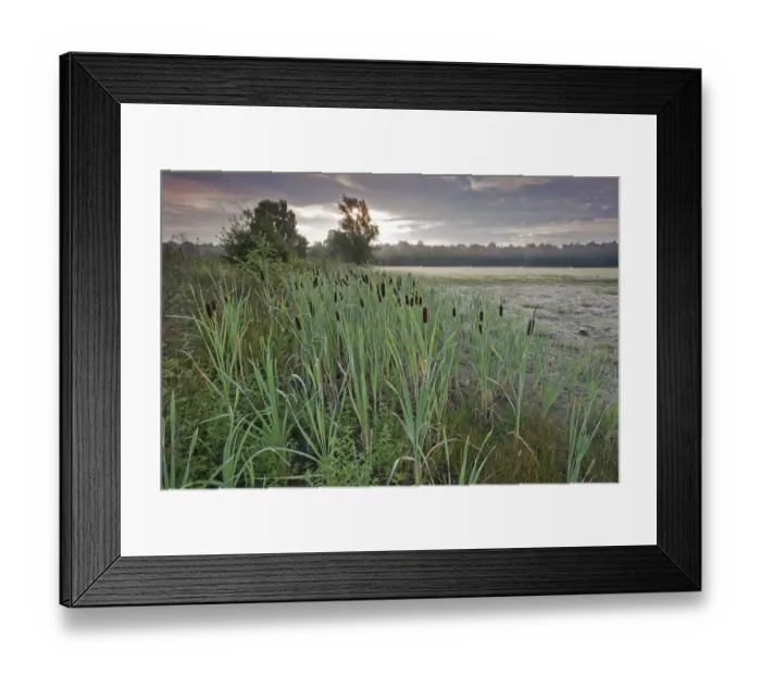Framed Print : Bulrush (Typha latifolia) Klein Schietveld, Brasschaat, Belgium Framed Print : Bulrush (Typha latifolia) Klein Schietveld, Brasschaat, Belgium