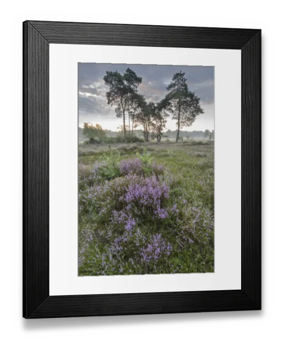 Framed Print : Heather (Calluna vulgaris) at dawn, with distant Klein Schietveld, Brasschaat, Belgium Framed Print : Heather (Calluna vulgaris) at dawn, with distant Klein Schietveld, Brasschaat, Belgium