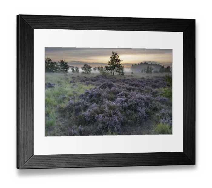 Framed Print : Heathland with Common heather (Calluna vulgaris) and scattered trees Framed Print : Heathland with Common heather (Calluna vulgaris) and scattered trees