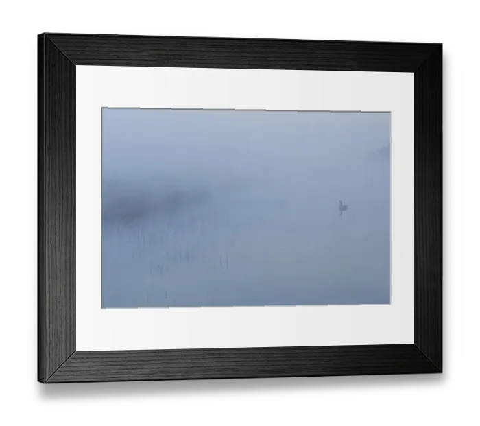 Framed Print : Canada goose (Branta canadensis) goose reflected in drain canal, in mist at dawn Framed Print : Canada goose (Branta canadensis) goose reflected in drain canal, in mist at dawn