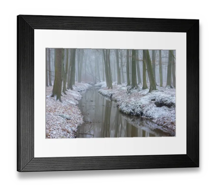 Framed Print : Beech (Fagus sylvatica) woodland reflected in stream, snow on banks Framed Print : Beech (Fagus sylvatica) woodland reflected in stream, snow on banks