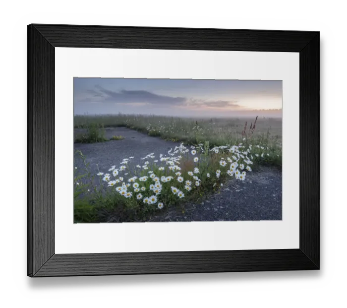 Framed Print : Oxeye daisy (Leucanthemum vulgare) growing amongst tarmac and at field edge Framed Print : Oxeye daisy (Leucanthemum vulgare) growing amongst tarmac and at field edge