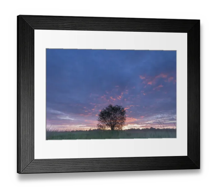 Framed Print : Alder buckthorn (Frangula alnus) in grassland at sunrise Framed Print : Alder buckthorn (Frangula alnus) in grassland at sunrise
