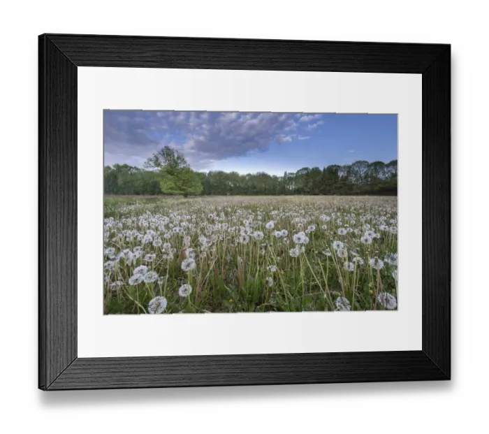 Framed Print : Dandelion (Taraxacum vulgaria) seedheads / clocks in meadow Framed Print : Dandelion (Taraxacum vulgaria) seedheads / clocks in meadow