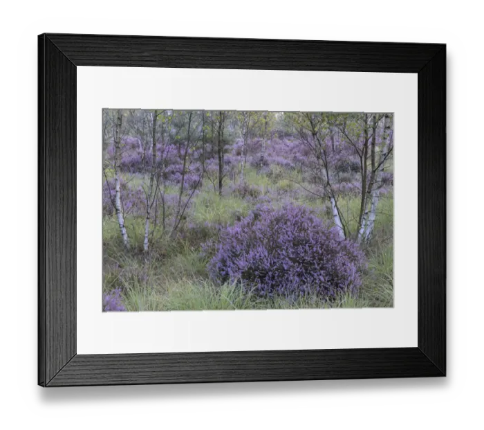 Framed Print : Heathland with Common heather (Calluna vulgaris) amongst Birch (Betula sp) trees Framed Print : Heathland with Common heather (Calluna vulgaris) amongst Birch (Betula sp) trees