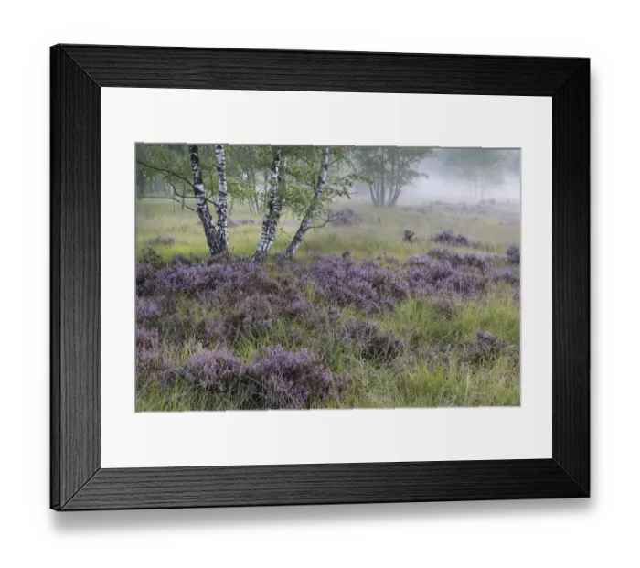 Framed Print : Heathland with Common heather (Calluna vulgaris) amongst Birch (Betula sp) trees Framed Print : Heathland with Common heather (Calluna vulgaris) amongst Birch (Betula sp) trees