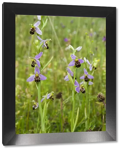 Bee orchid (Ophrys apifera) a widespread orchid of grasslands and verges