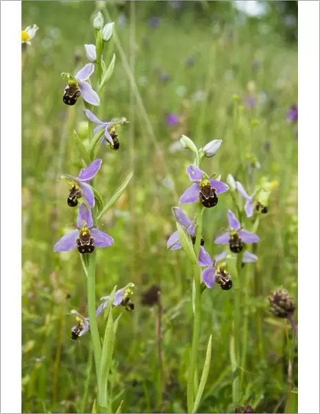 Bee orchid (Ophrys apifera) a widespread orchid of grasslands and verges