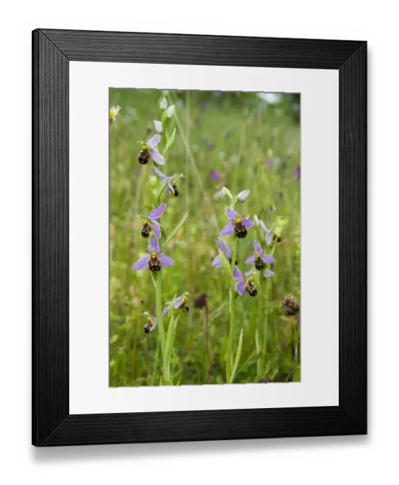 Framed Print : Bee orchid (Ophrys apifera) a widespread orchid of grasslands and verges Framed Print : Bee orchid (Ophrys apifera) a widespread orchid of grasslands and verges