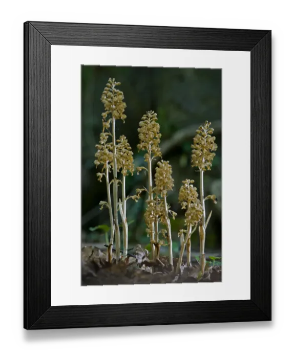Framed Print : Birds nest orchid (Neottia nidus-avis) growing in Buckholt Wood, Gloucestershire, UK Framed Print : Birds nest orchid (Neottia nidus-avis) growing in Buckholt Wood, Gloucestershire, UK