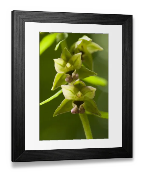 Framed Print : Broad-leaved helleborine (Epipactis helleborine) an orchid of woodland shade Framed Print : Broad-leaved helleborine (Epipactis helleborine) an orchid of woodland shade