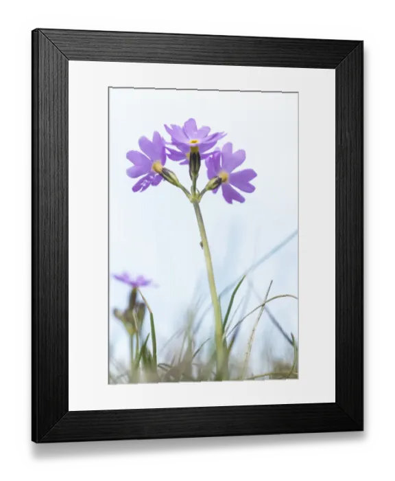 Framed Print : Birdseye primrose (Primula farinosa) a plant confined in Britain to the Pennines of