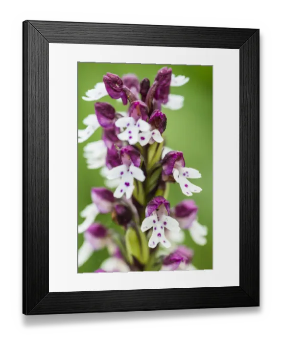 Framed Print : Burnt orchid (Orchis ustulata) in a lowland hay meadow, Clattinger Farm, Wiltshire Framed Print : Burnt orchid (Orchis ustulata) in a lowland hay meadow, Clattinger Farm, Wiltshire